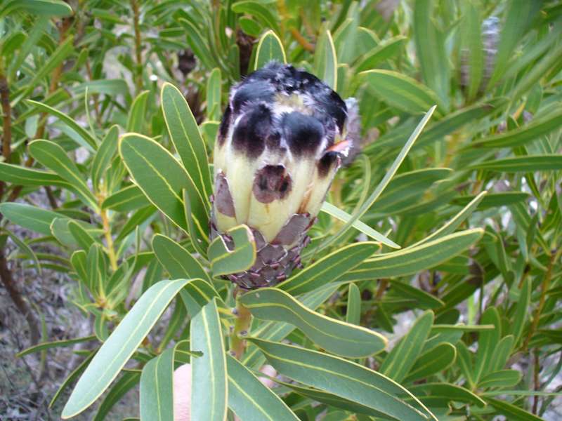 Protea lepidocarpodendron - Indigenous South African Protea - 5 Seeds