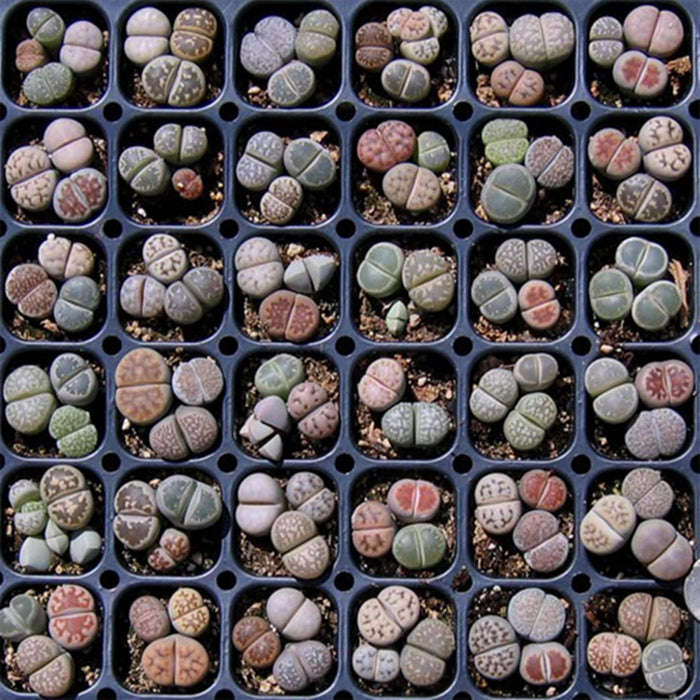 Lithops Species Mixed - Indigenous South African Succulent - 10 Seeds