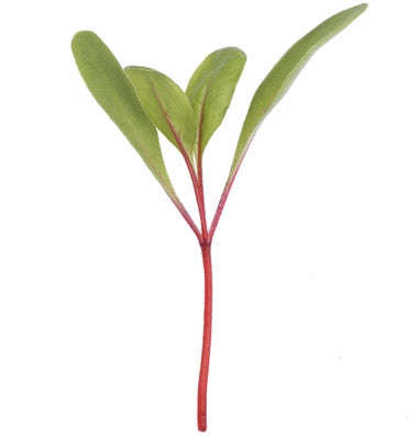 Beetroot - Sprouting / Microgreen Seeds - 100 Grams