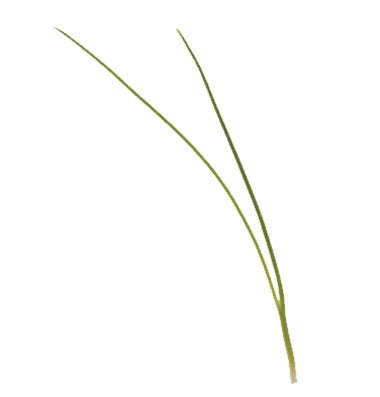 Scallion / Spring Onion - Microgreen Seeds