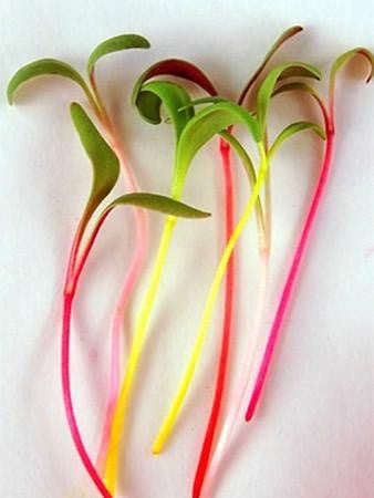 Rainbow Bright Lights Swiss Chard - Microgreen Seeds