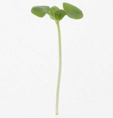 Basil - Microgreen Seeds
