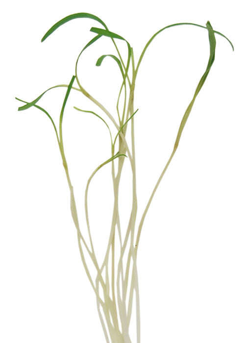 Fennel - Microgreen Seeds - 500 gram