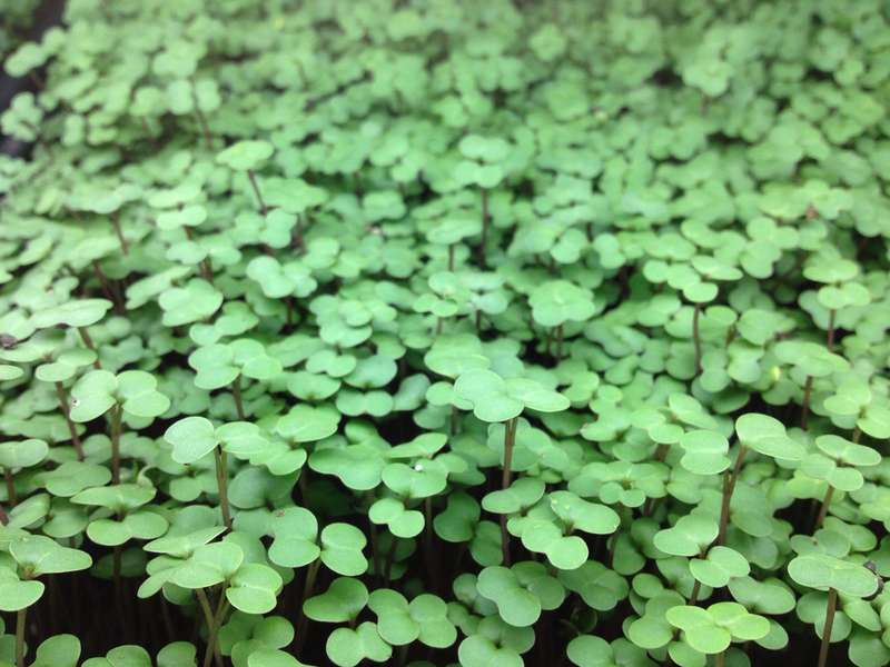 Kale - Microgreen Seeds - 10 Grams