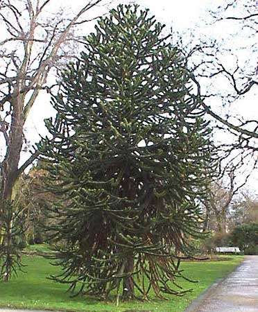 Araucaria araucana - Monkey Puzzle Tree - 5 Seeds