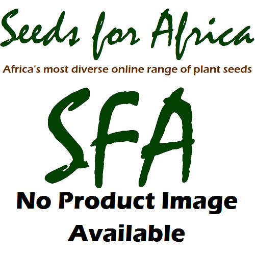 Albuca Nelsonii - Indigenous South African Bulb - 10 Seeds