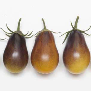 Indigo Pear Drops Cocktail Tomato - Lycopersicon Esculentum - Health Properties / NON GMO - 5 Seeds