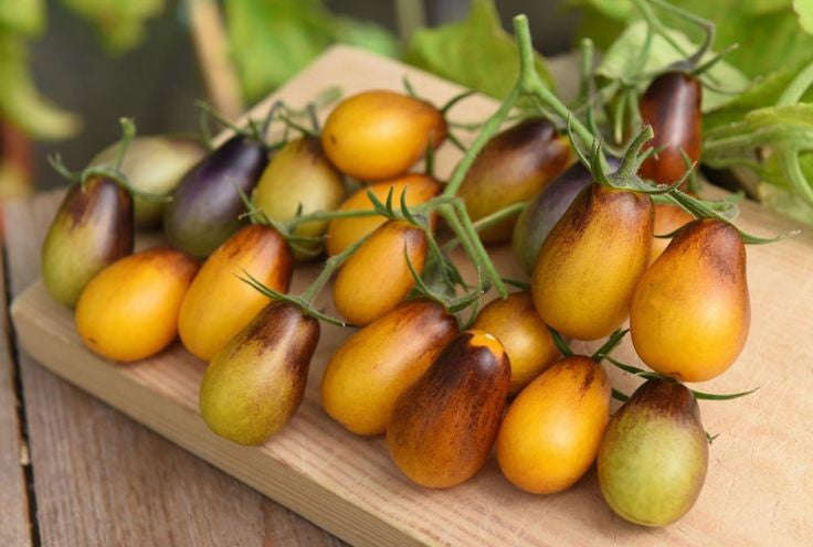 Indigo Pear Drops Cocktail Tomato - Lycopersicon Esculentum - Health Properties / NON GMO - 5 Seeds