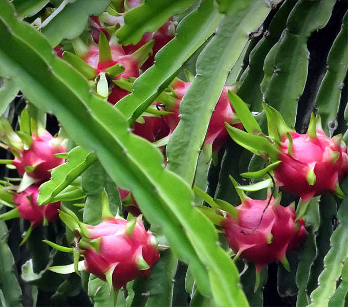 White Flesh Pitaya / Dragon Fruit - "L.A Woman" - Hylocereus undatus - Exotic Succulent Fruit - 1...