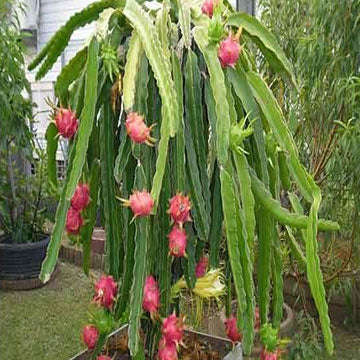 Purple Skin Dragon Fruit / Pitaya "Bloody Mary" - Hylocereus polyrhizus - Exotic Cactus Vine Frui...