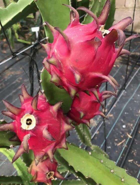 Red Flesh Pitaya "Red Jaina" - Dragon Fruit - Hylocereus polyrhizus - Exotic Succulent Fruit - 10...