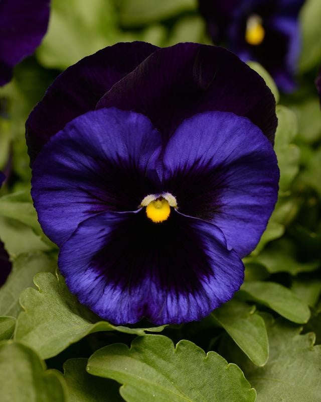 Pansy Punch Denim - 10 seeds