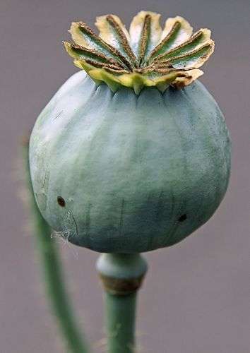 Papaver somniferum - Seed Poppy - ORGANIC - Heirloom Ornamental Flower - 20 Seeds