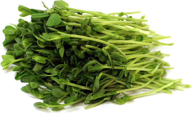 Green Peas - Sprouting / Microgreen Seeds - 100 gram