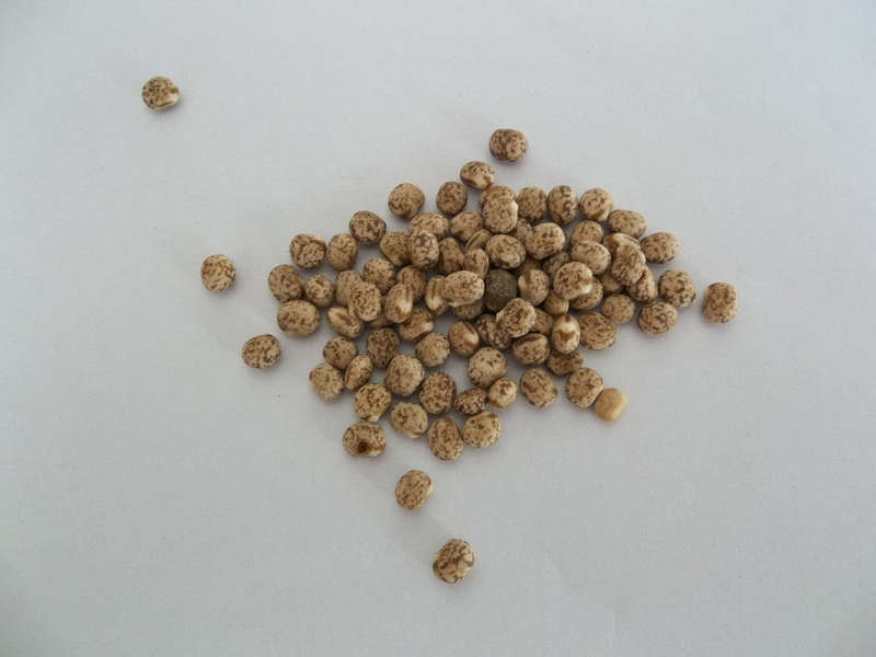 Pigeon Peas - Sprouting Seeds - 1kg
