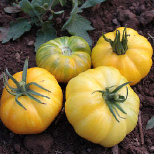Pork Chop Tomato Heirloom Vegetable - Lycopersicon Esculentum - 10 Seeds - ORGANIC