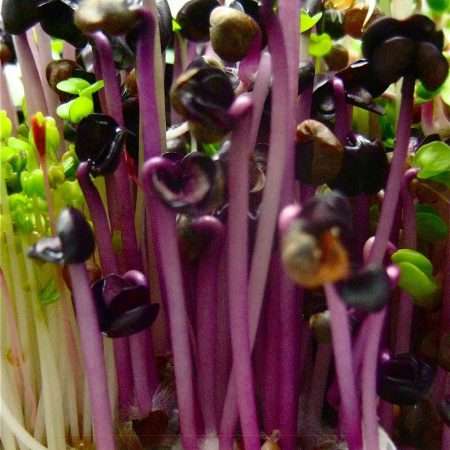 Red Coral Radish - Sprouting / Microgreen Seeds - 500 gram