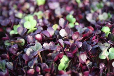 Japanese Red Daikon Sango Radish Cress - Sprouting / Microgreen Seeds - 1kg