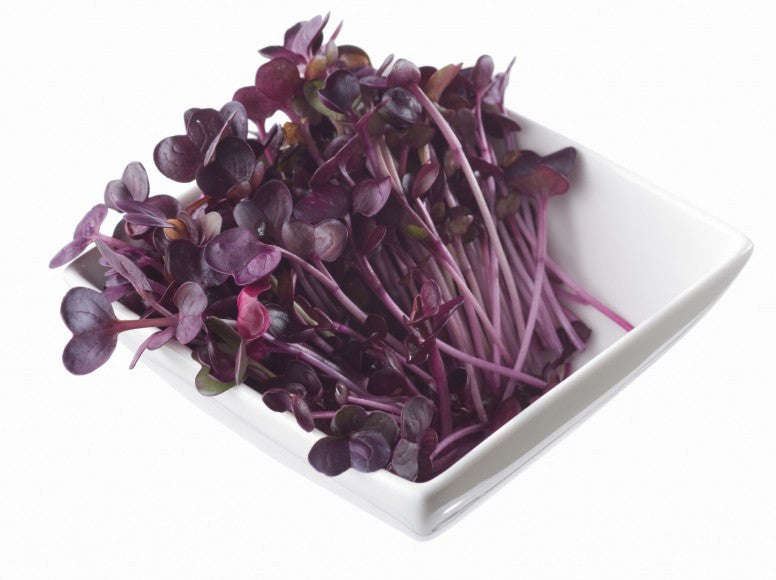 Japanese Red Daikon Sango Radish Cress - Sprouting / Microgreen Seeds - 1kg