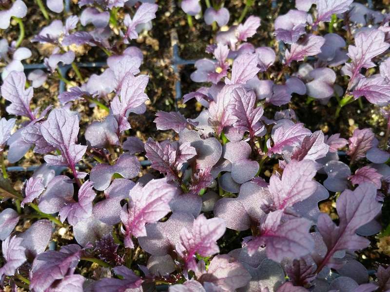 Red Mizuna Mustard - Microgreen Seeds