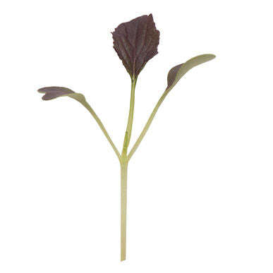 Red Mizuna Mustard - Microgreen Seeds