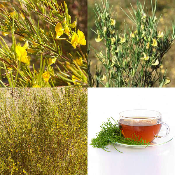 Aspalathus linearis - Rooibos Tea Shrub - Indigenous South African Shrub - 5 Seeds