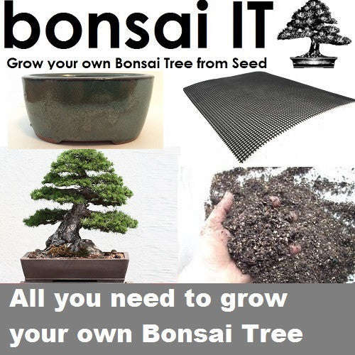 Scotch Pine - bonsai-IT - Everything you need to grow your own bonsai - Dark Aqua Oval Pot