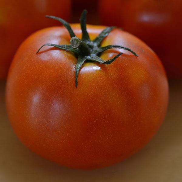 Little Sicily Cocktail Tomato - Container Hanging Basket Trailing Tomato - Lycopersicon Esculentu...