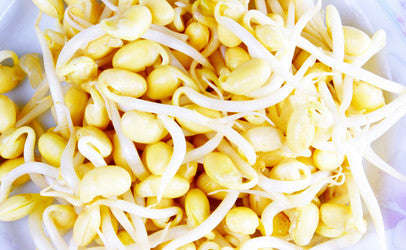 Soya Bean - Sprouting Seeds - 1kg