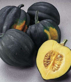 Table King Acorn Squash - ORGANIC - Heirloom Vegetable - 10 Seeds