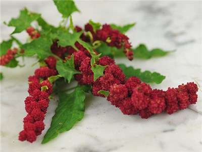 Strawberry Spinach - Chenopodium capitatum - Exotic Native Amnerican Vegetable / Herb / Fruit - 2...