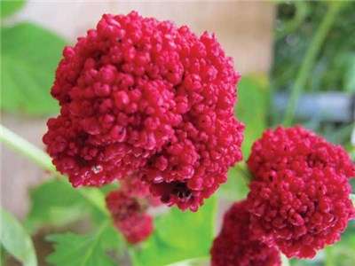 Strawberry Spinach - Chenopodium capitatum - Exotic Native Amnerican Vegetable / Herb / Fruit - 2...