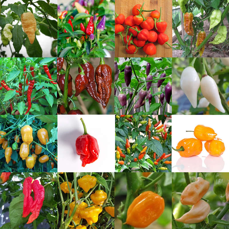 Chilli Collectors Chilli Pepper Pack - 17 Varieties - 150 Fresh Seeds incl Rare Naga Viper & Coco...