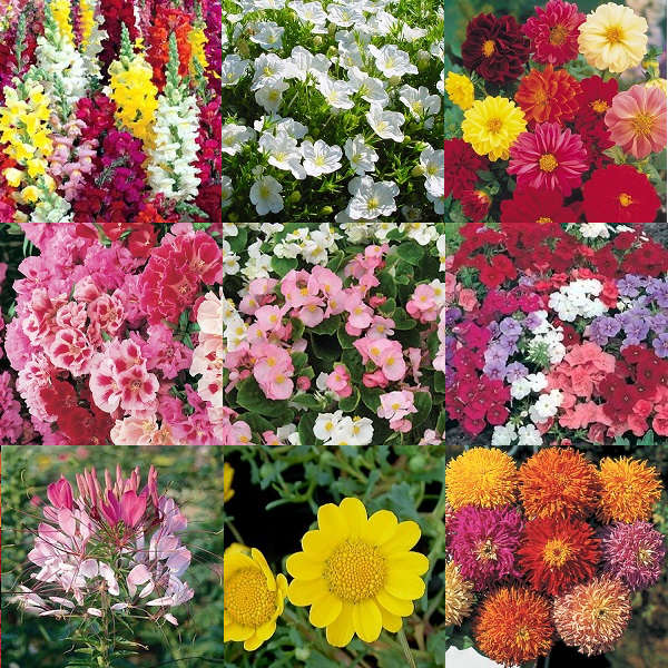 'Summer Shades' Flower Seeds - 10 Seed Packs - Summer Specials - PK5