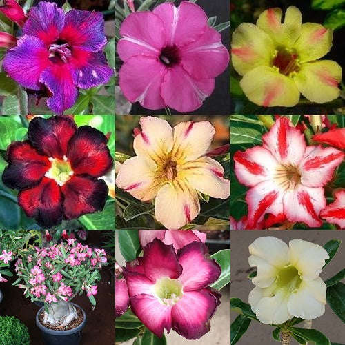 Adenium Obesum Desert Rose - Mixed Colour Single Flowers - Seeds