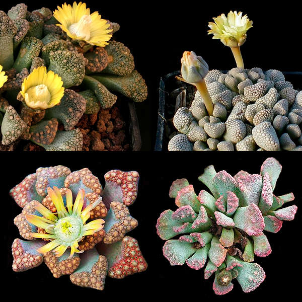 Titanopsis Species Mixed - Indigenous South African Succulent - 10 Seeds