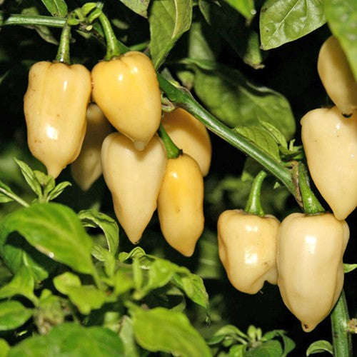 White Fatalii Pepper - Chilli Pepper - Capsicum chinense - Hot & Rare - 10 Seeds