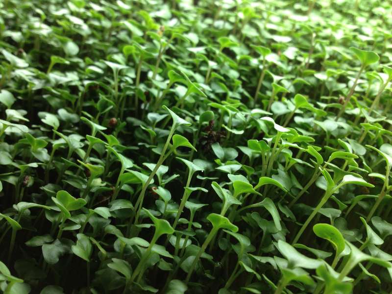 Broccoli - Sprouting / Microgreen Seeds - 1 kg