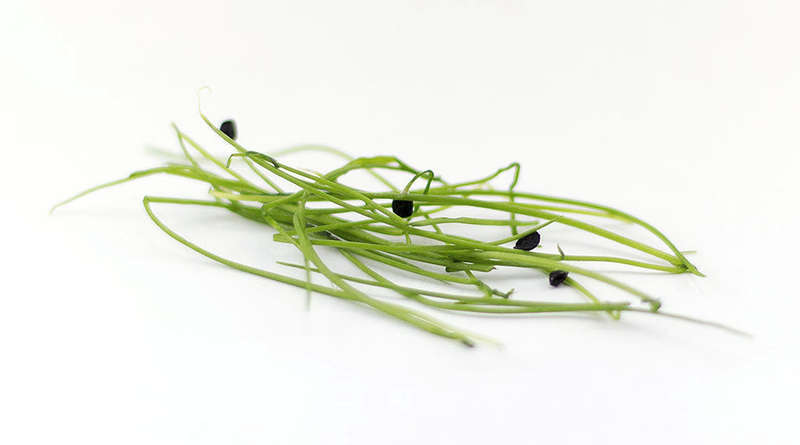Garlic Chives - Sprouting / Microgreen Seeds