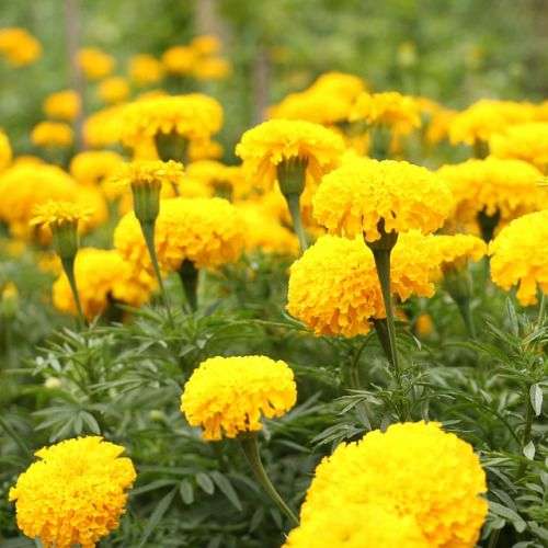Marigold Lemon Drop - Bulk Flower Seeds - 20 grams
