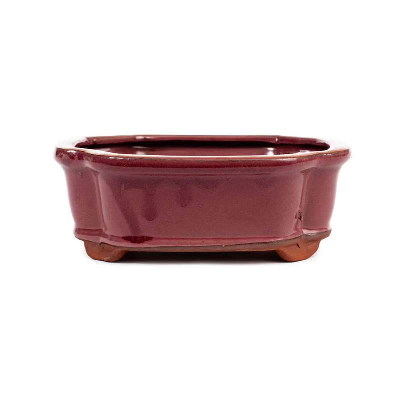 15cm x 12cm x 4.5cm Glazed Bonsai Container - Oxblood