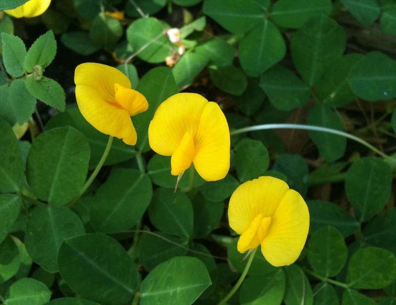 Peanut Seeds - Arachis Hypogaea - Sprouting / Planting Seeds - 100 Gram Peanut Seeds