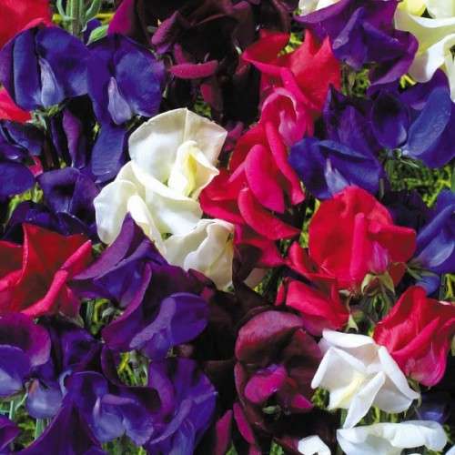 Sweet pea Starry Night Mix - Lathyrus odoratus - 20 Seeds