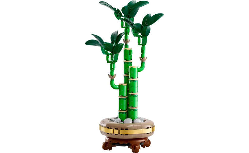 10344 Lucky Bamboo Botanicals