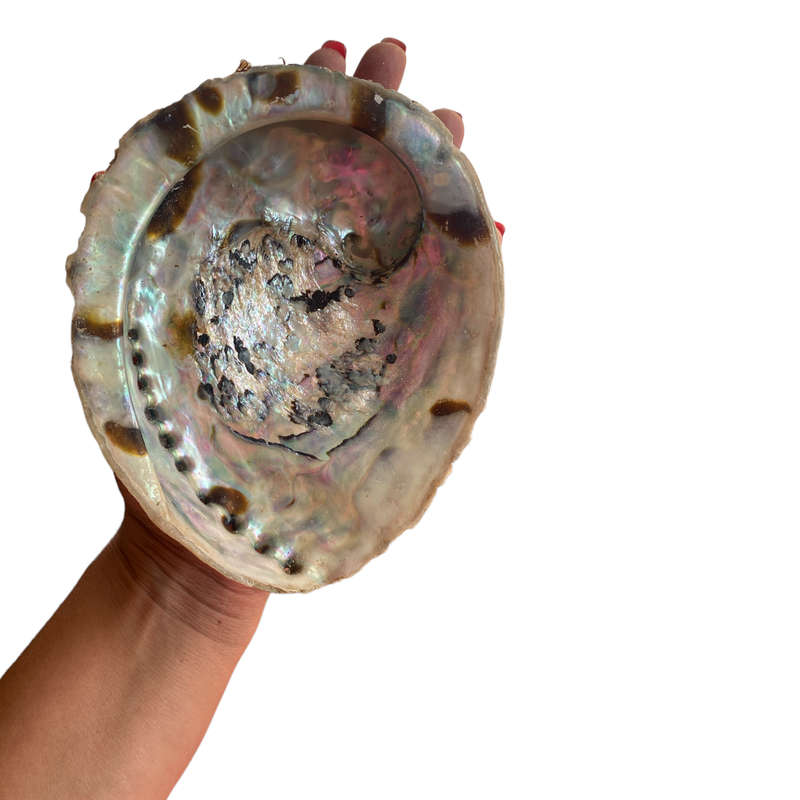 Abalone Shell - Medium - 14cm