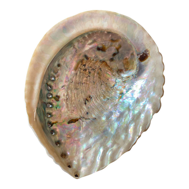 Abalone Shell - XL- 16cm to 18cm