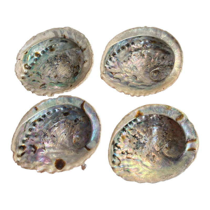 Abalone Shell - Medium - 14cm
