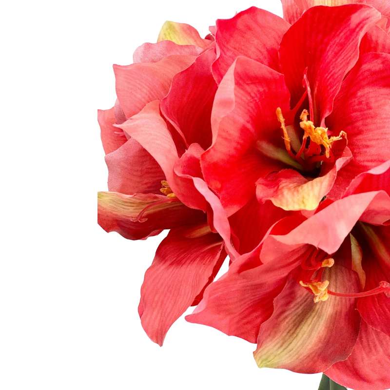Amaryllis Coral Arrangement in Glass Vase