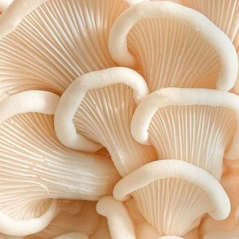Mixed Mushroom Capsules