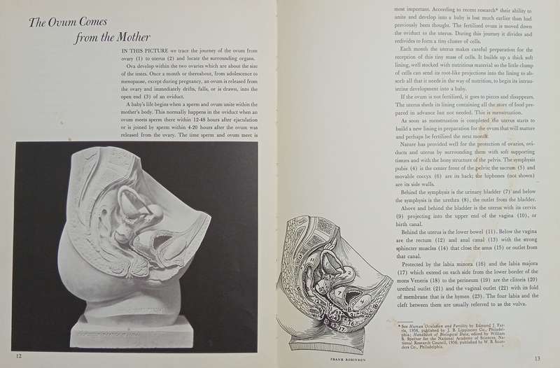 A Baby is Born: The Picture Story of a Baby from Conception through Birth